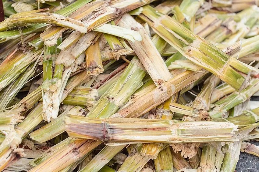 What Is Bagasse Packaging? 